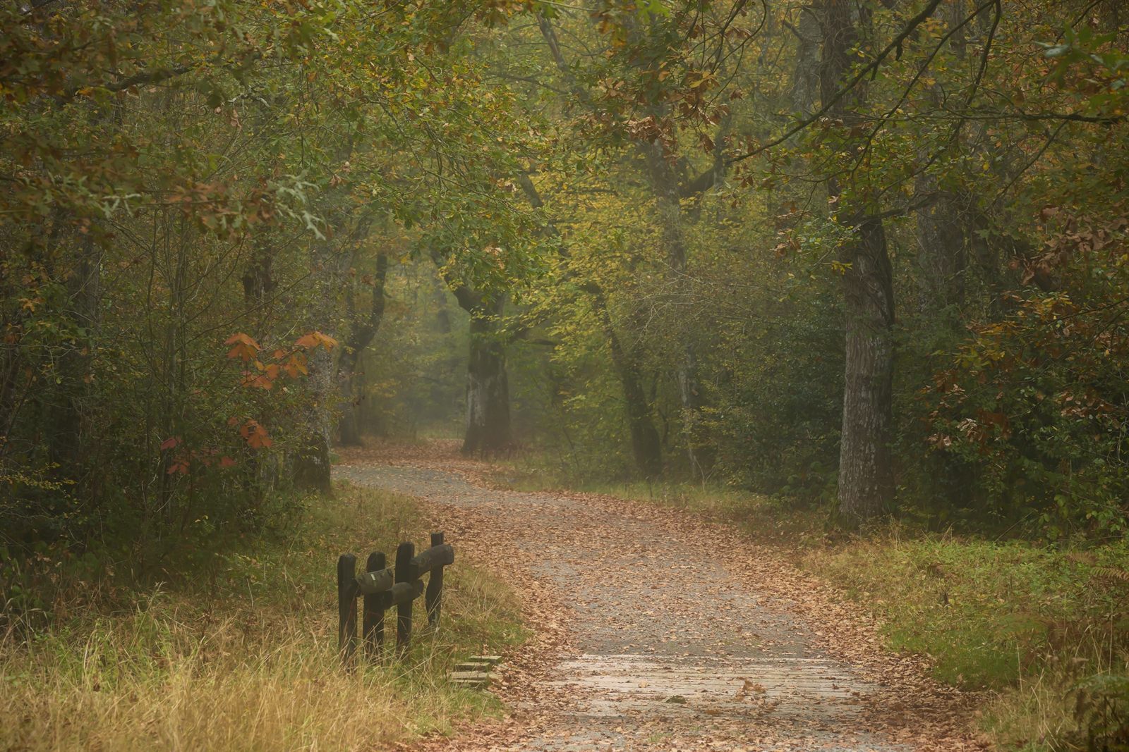 Camino entre árboles en un bosque otoñal