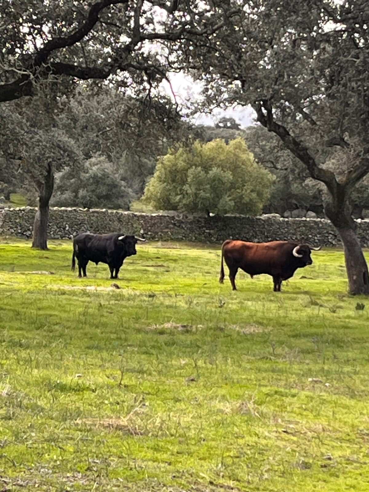 Dos toros bravos en el pasto