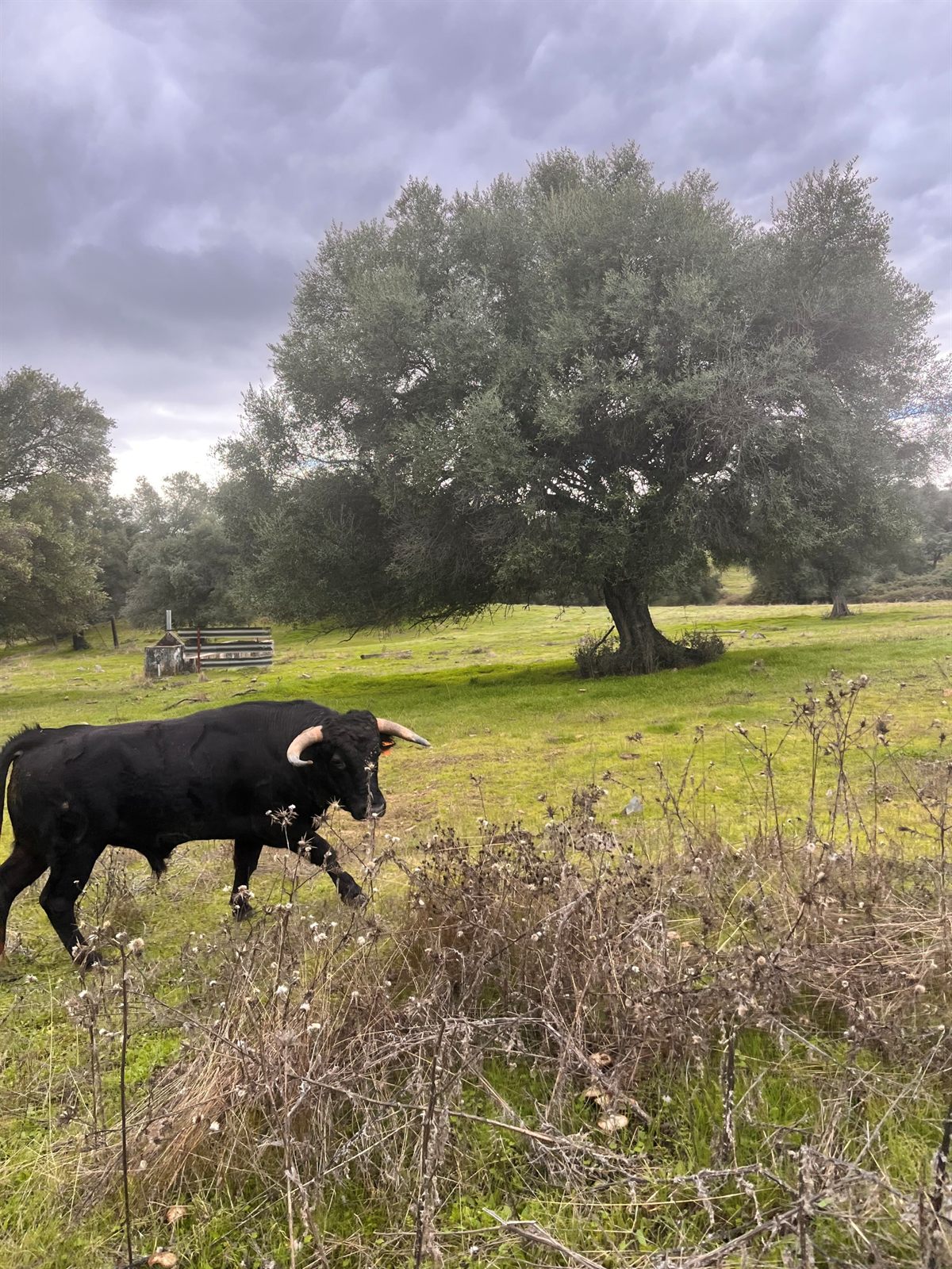 Toro bravo en el campo