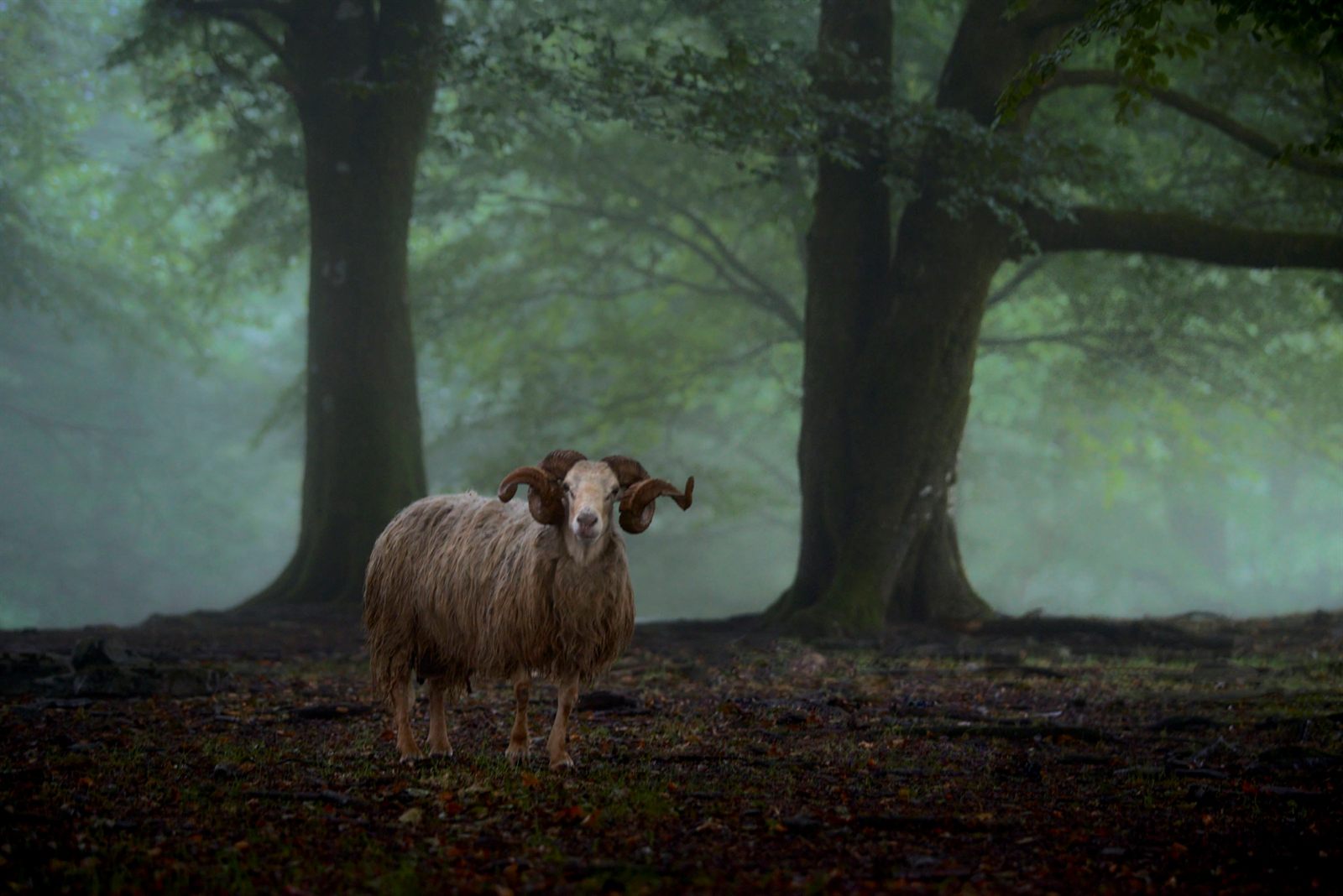 Carnero en un bosque con niebla
